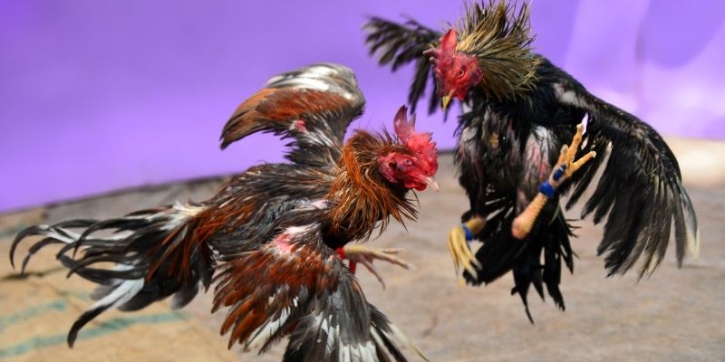 go88 com nổ hũ tiếng anh là gì