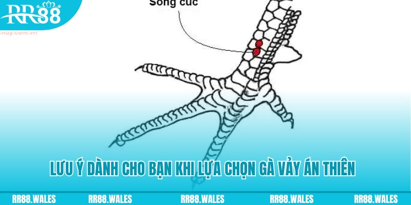 go88 com how to play roulette at casino