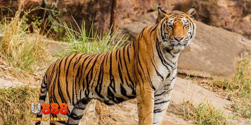 go88 com ban ca vip online