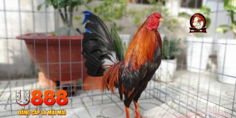 go88 com nổ hũ chơi như thế nào