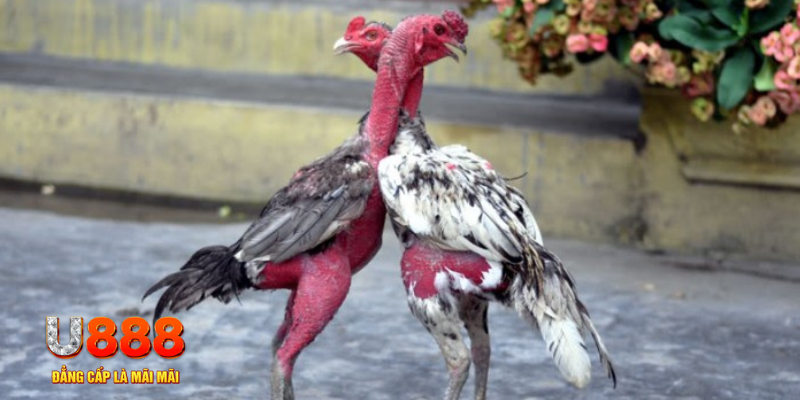 go88 com bàn cầu điểm số tay trước trong baccarat là gì