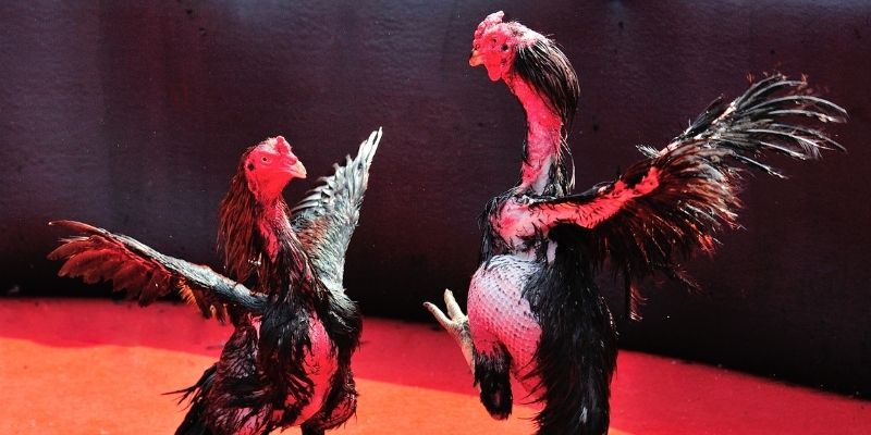 go88 com Spribe Điện Tử